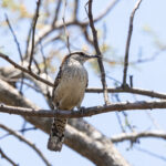 Veracruz Wren (image by Leo Garrigues)