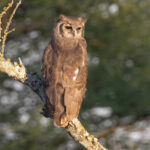 Verreaux's Eagle Owl (image by Nik Borrow)