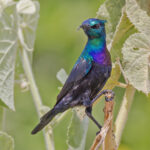 Violet-breasted Sunbird (image by Pete Morris)