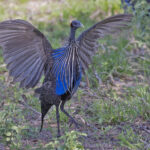 Vulturine Guineafowl (image by Pete Morris)