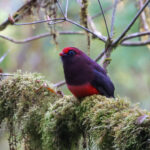 Ward's Trogon (image by Hannu Jännes)