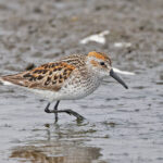 Western Sandpiper (image by Pete Morris)