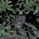 Whiskered Screech Owl (image by Leo Garrigues)