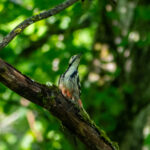 White-backed Woodpecker (image by Dave Farrow)