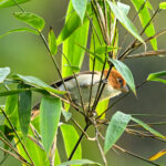 White-breasted Parrotbill (image by Peter Lobo)