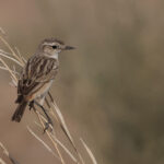 White-browed Bushchat (image by Hannu Jannes)