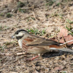 White-capped Bunting (image by Hannu Jannes)