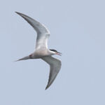 White-cheeked Tern (image by Janos Olah)