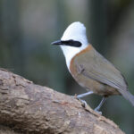 White-crested Laughingthrush (image by Hannu Jannes)