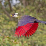 White-crested Turaco (image by Pete Morris)