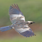 White-crowned Starling (image by Pete Morris)