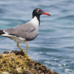 White-eyed Gull (image by Janos Olah)
