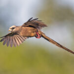 White-headed Mousebird (image by Pete Morris)
