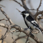 White-naped Tit (image by Hannu Jannes)