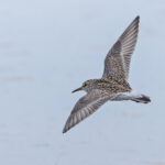 White-rumped Sandpiper (image by Pete Morris)