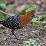 White-spotted Flufftail (image by Pete Morris)