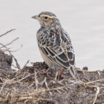 White-tailed Lark (image by Nik Borrow)