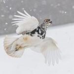 White-tailed Ptarmigan (image by Pete Morris)
