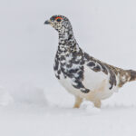 White-tailed Ptarmigan (image by Pete Morris)