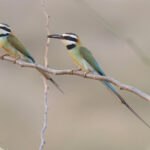 White-throated Bee-eater (image by Janos Olah)