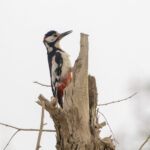 White-winged Woodpecker (image by Mark Beaman)