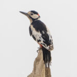White-winged Woodpecker (image by Mark Beaman)