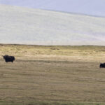 Wild Yaks (image by Mark Beaman)