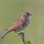 Williams's Lark (image by Pete Morris)