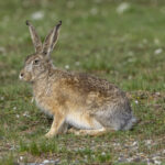 Woolly Hare (image by Mark Beaman)