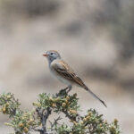Worthen's Sparrow (image by Leo Garrigues)
