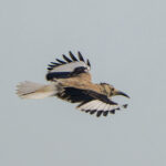Xinjiang (or Biddulph's) Ground Jay (image by Mark Beaman)