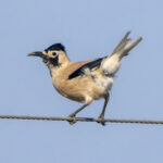 Xinjiang (or Biddulph's) Ground Jay (image by Mark Beaman)