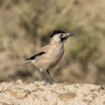 Xinjiang (or Biddulph's) Ground Jay (image by Mark Beaman)