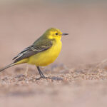Yellow Wagtail subspecies lutea (image by Janos Olah)