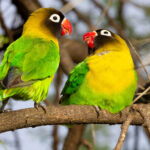 Yellow-collared Lovebird (image by Nik Borrow)