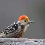 Yellow-crowned Woodpecker (image by Hannu Jannes)