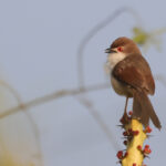 Yellow-eyed Babbler (image by Hannu Jannes)