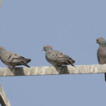 Yellow-eyed Pigeons (image by Hannu Jannes)