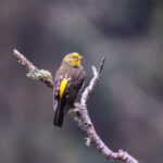 Yellow-rumped Honeyguide (image by Hannu Jännes)