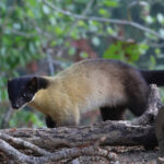 Yellow-throated Marten (image by Hannu Jannes)