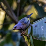 Yellow-winged Tanager (image by Leo Garrigues)