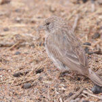 Yemen Serin (image by Janos Olah)