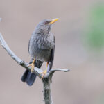 Yemen Thrush (image by Janos Olah)