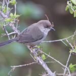 Yemen Warbler (image by Janos Olah)