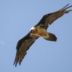 Bearded Vulture (image by Gary Howard)