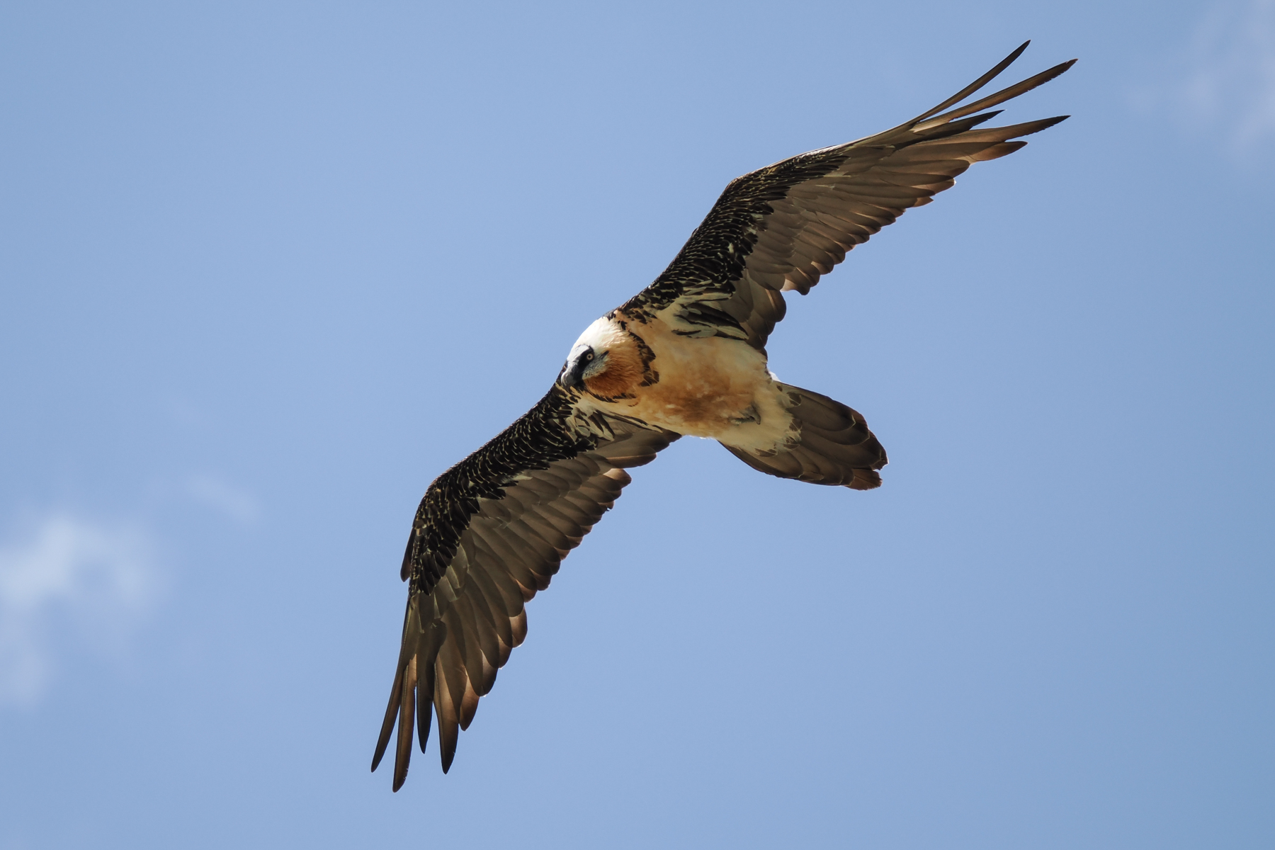 Bearded Vulture (image by Gary Howard)
