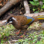 Black-faced Laughingthrush (image by Dave Farrow)