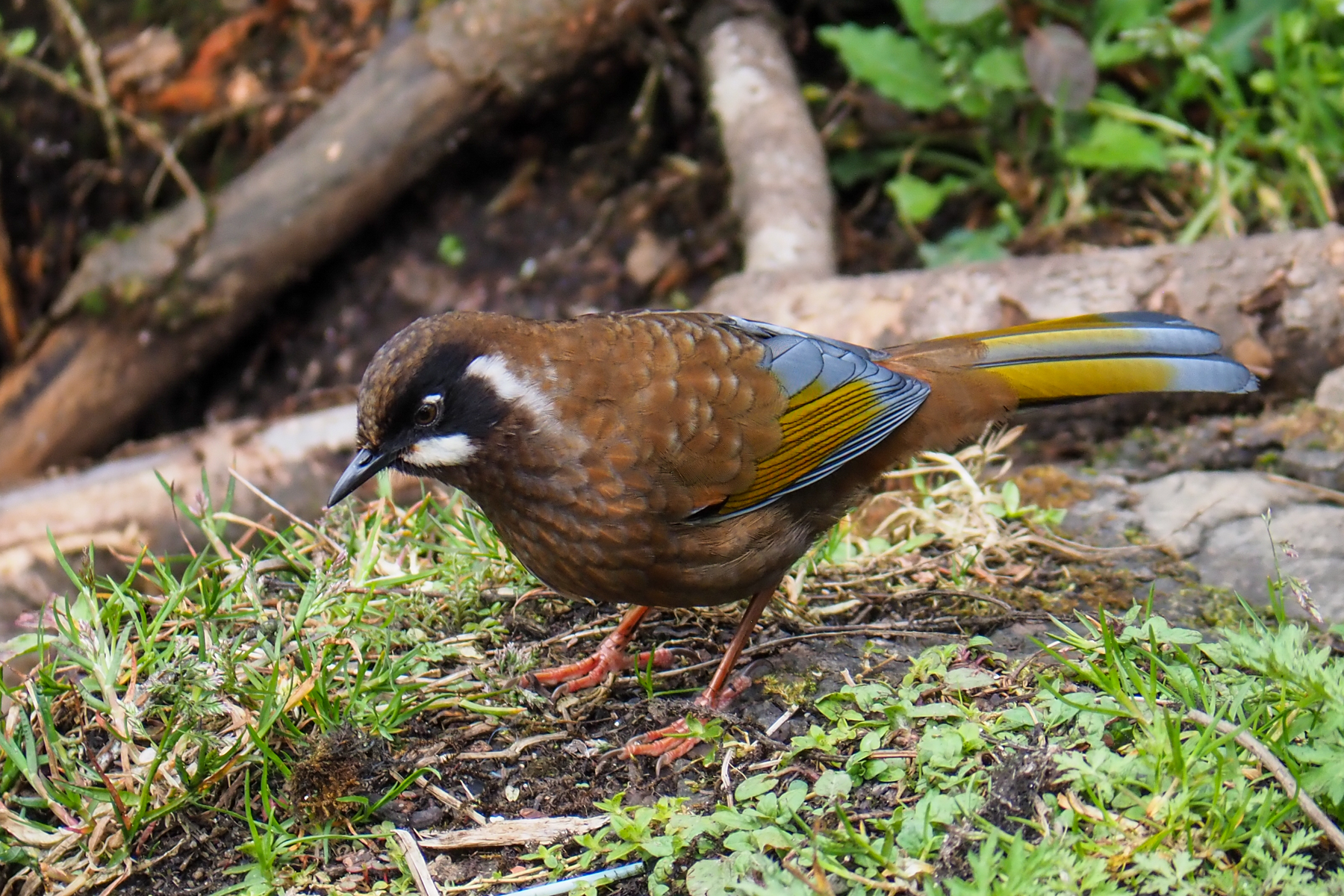 Black-faced Laughingthrush (image by Dave Farrow)