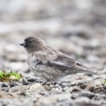 Brandt's Mountain Finch (image by Alec Gillespie)