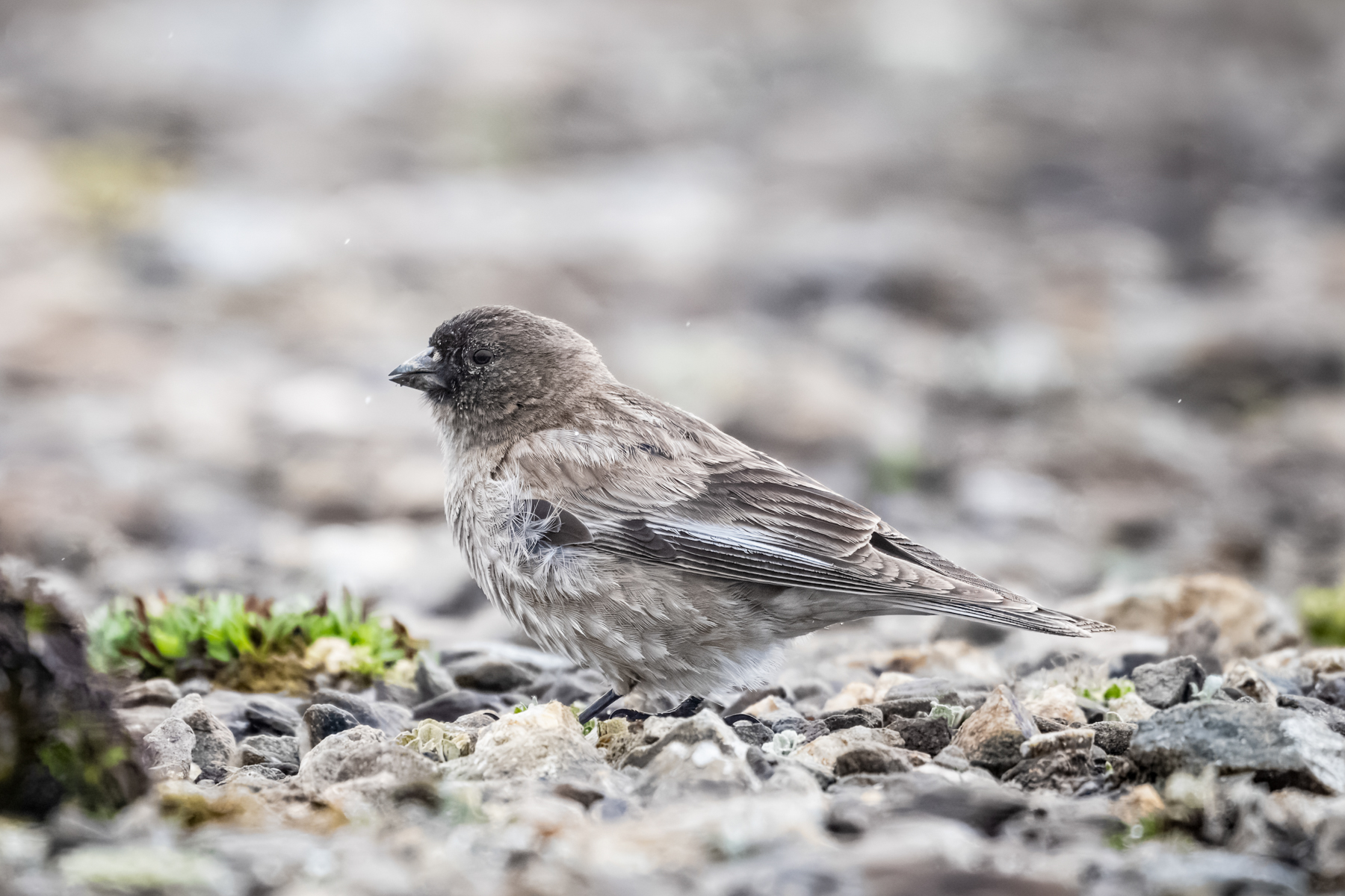 Brandt's Mountain Finch (image by Alec Gillespie)